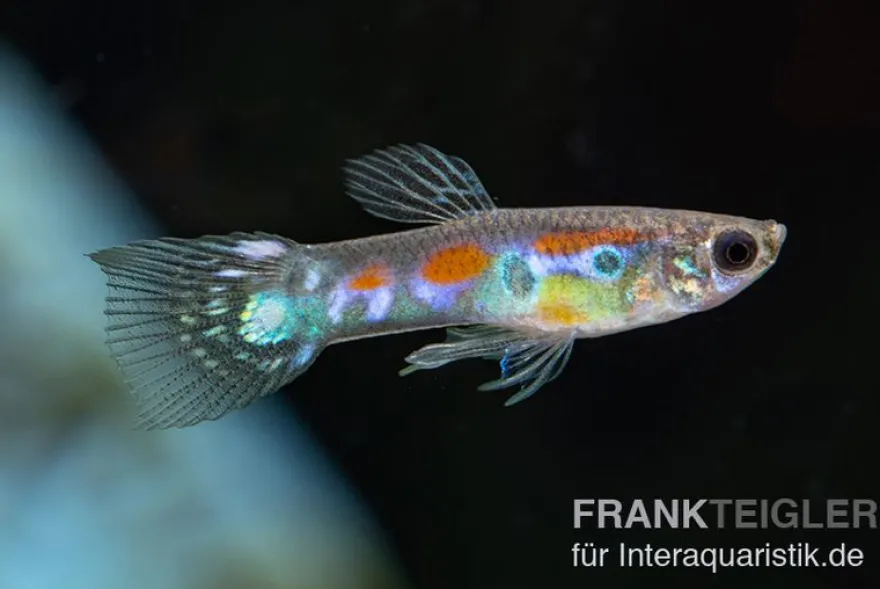 Wildguppy, Poecilia reticulata, paarweise