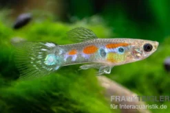 Wildguppy, Poecilia reticulata, paarweise