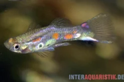 Wildguppy, Poecilia reticulata, paarweise