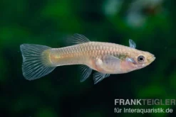 Wildguppy, Poecilia reticulata, paarweise
