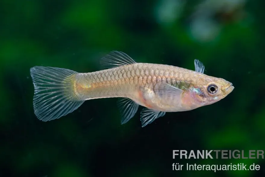 Wildguppy, Poecilia reticulata, paarweise
