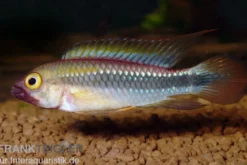 Wilhelmi Zwergbuntbarsch, Apistogramma sp. wilhelmi