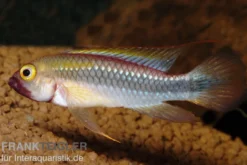 Wilhelmi Zwergbuntbarsch, Apistogramma sp. wilhelmi
