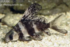 Wimpelkarpfen, Myxocyprinus asiaticus (Kaltwasser & Warmwasser), Größe 4-6 cm