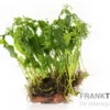Windelov-Javafarn, Microsorum pteropus "Windelov", auf Lavastein 5-8 cm