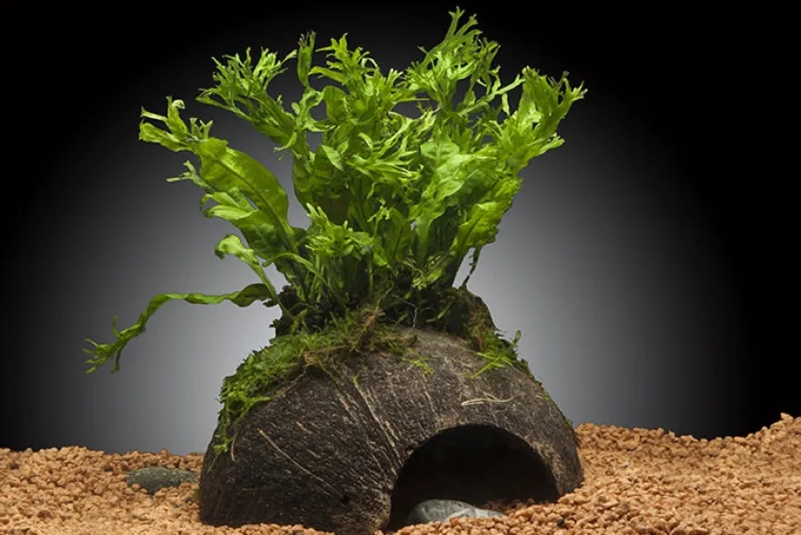Windelov-Javafarn, Microsorum pteropus "Windelov" auf Kokosnussschale