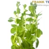 Wolliges Fettblatt, Bacopa lanigera, Bund