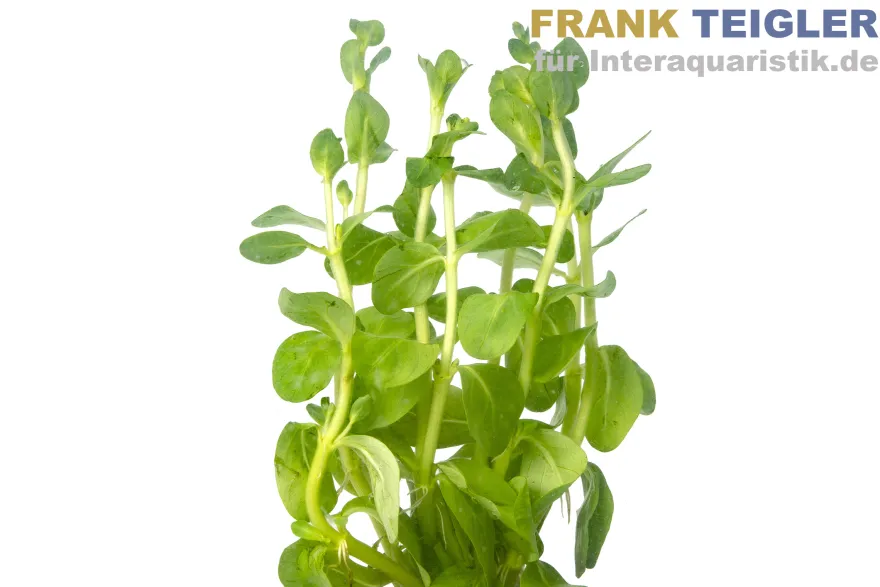 Wolliges Fettblatt, Bacopa lanigera, Bund