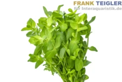 Wolliges Fettblatt, Bacopa lanigera, Bund