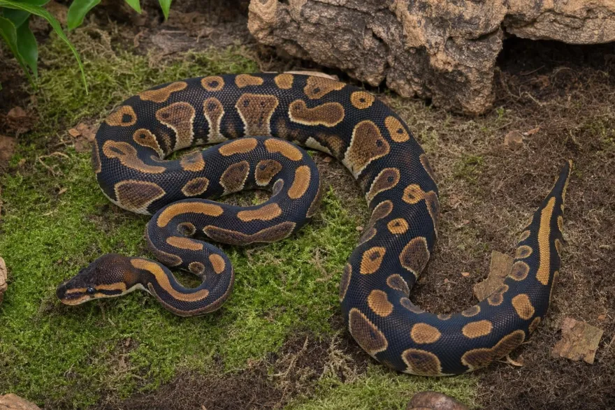 Wookie-Königspython, Python regius