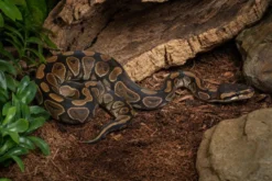 Wookie-Königspython, Python regius
