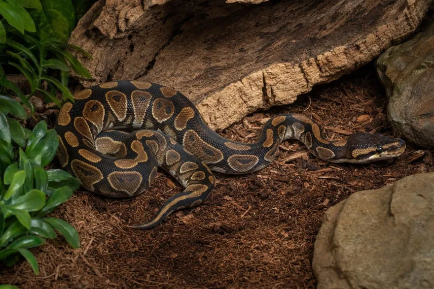 Wookie-Königspython, Python regius