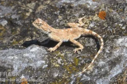 Wüstenagame, Agama mutabilis