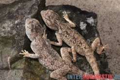 Wüstenagame, Agama mutabilis