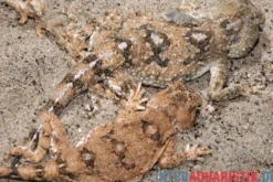 Wüstenagame, Agama mutabilis