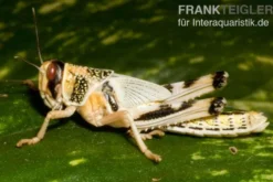 Wüstenheuschrecken, groß, 100 Stück lose