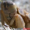 Wüstenmantis, Eremiaphila nilotica