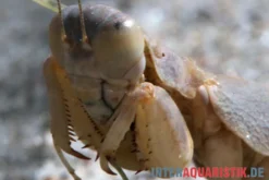 Wüstenmantis, Eremiaphila nilotica