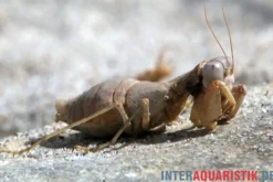 Wüstenmantis, Eremiaphila nilotica