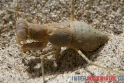 Wüstenmantis, Eremiaphila nilotica