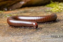 Wüsten-Tausendfüßer, Orthoporus ornatus