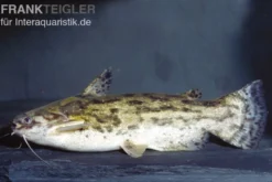 Wurzelwels, Trachelyopterus galeatus