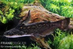 Wurzelwels, Trachelyopterus fisheri