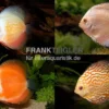 3 x Diskusfisch ASIA-NZ im Mix, Symphysodon discus, S 5-6 cm
