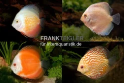3 x Diskusfisch ASIA-NZ im Mix, Symphysodon discus, S 5-6 cm