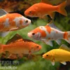 5x Goldfisch im Mix, Carassius auratus (Kaltwasser)