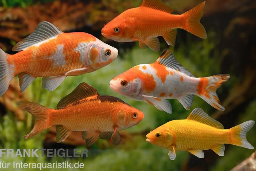 5x Goldfisch im Mix, Carassius auratus (Kaltwasser)