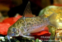 Xingu Panzerwels, Corydoras xinguensis