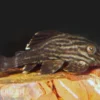 Xingu Pleco, L027, Panaque cf. armbrusteri "Xingu", 14-16 cm
