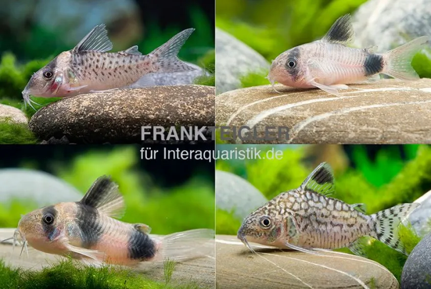 15x Panzerwels im Mix, Corydoras sp.