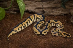 Yellow-Belly-Clown-Königspython, Python regius