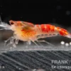 Yellow Calceo Garnele, Caridina sp.