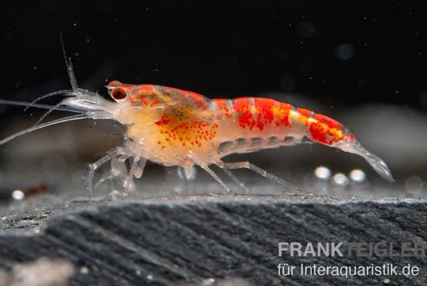 Yellow Calceo Garnele, Caridina sp.
