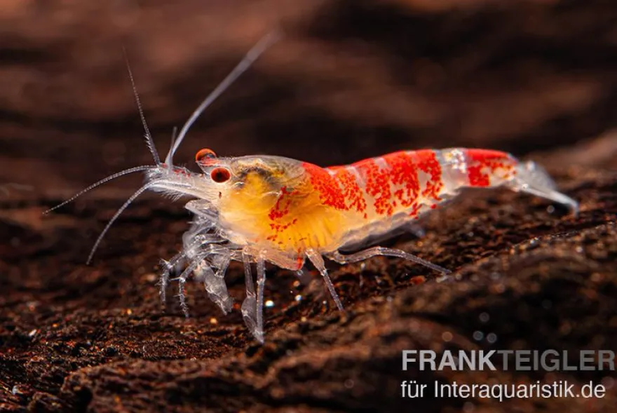 Yellow Calceo Garnele, Caridina sp.