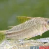 "Yellow Cat"-Panzerwels, Corydoras sp. "Yellow Cat" C123
