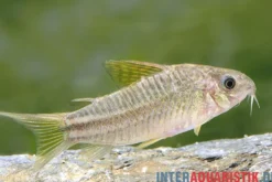 "Yellow Cat"-Panzerwels, Corydoras sp. "Yellow Cat" C123