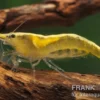Yellow Fire Neon Garnele, Neocaridina davidi "Yellow Fire Neon"