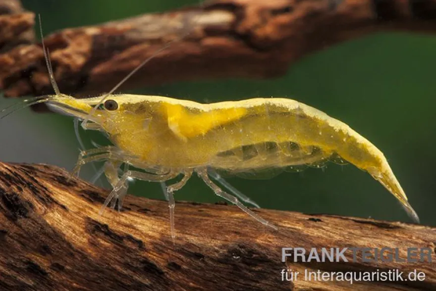 Yellow Fire Neon Garnele, Neocaridina davidi "Yellow Fire Neon"