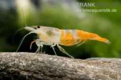 Yellow Jade Rili Shrimp, Neocaridina davidi