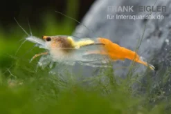 Yellow Jade Rili Shrimp, Neocaridina davidi