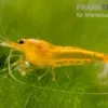 Yellow King Kong Garnele, Caridina logemanni
