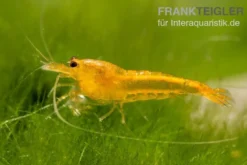Yellow King Kong Garnele, Caridina logemanni