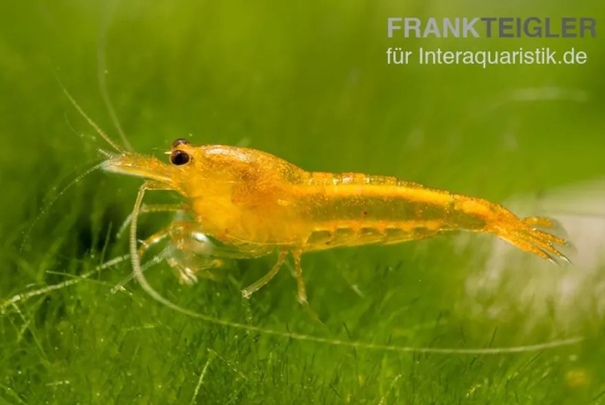 Yellow King Kong Garnele, Caridina logemanni