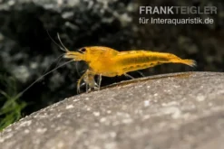 Yellow King Kong Garnele, Caridina logemanni