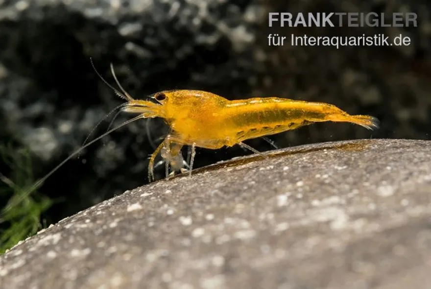 Yellow King Kong Garnele, Caridina logemanni