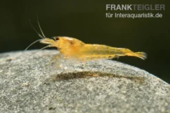 Yellow King Kong Garnele, Caridina logemanni